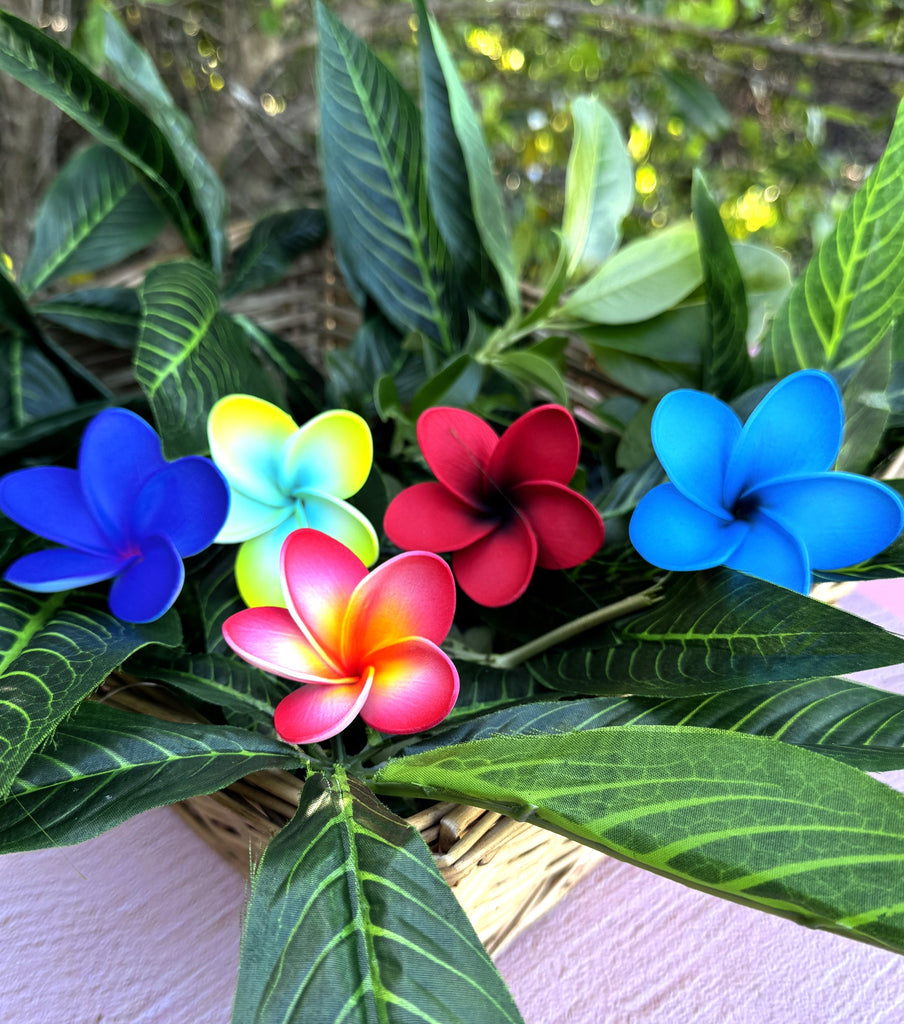 ALMA Baby Plumeria Loriana's NZ