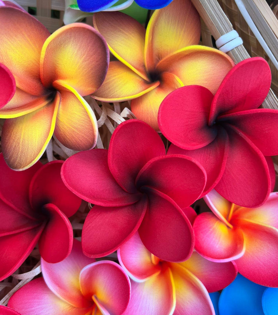 ALMA Baby Plumeria Loriana's NZ