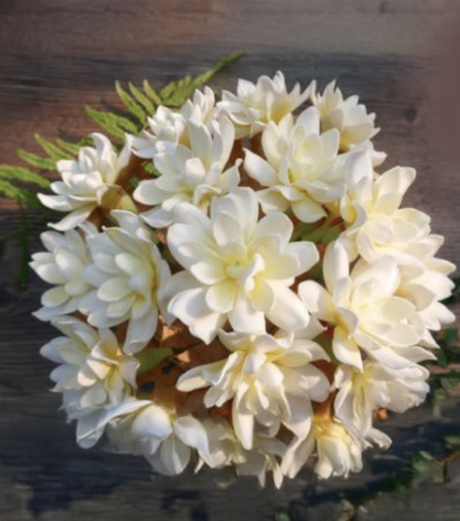 GARDENIA Bloom Flower Loriana's NZ