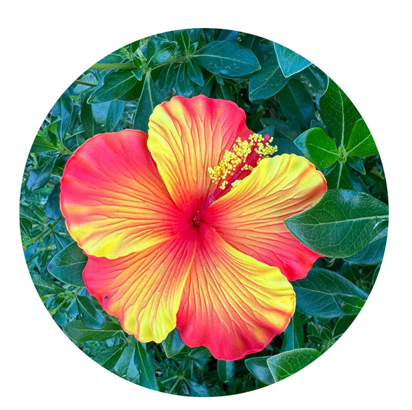 OFUSINA Hibiscus