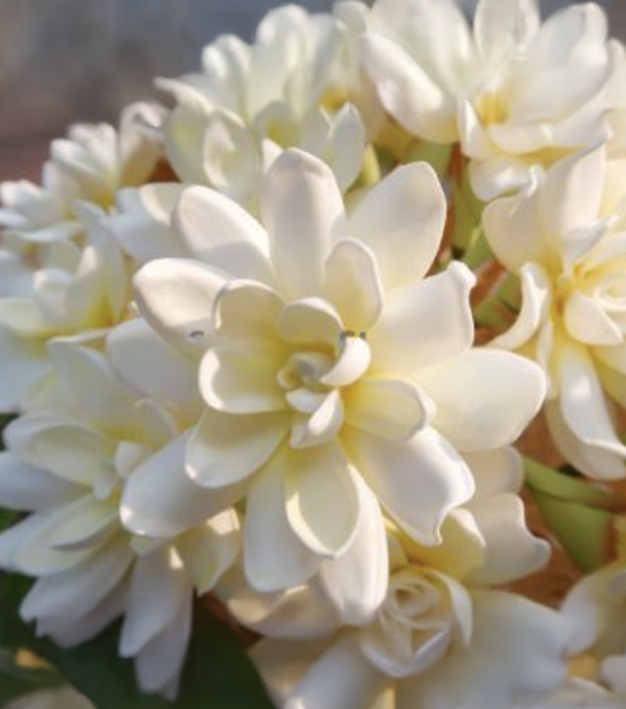 GARDENIA Bloom Flower Loriana's NZ