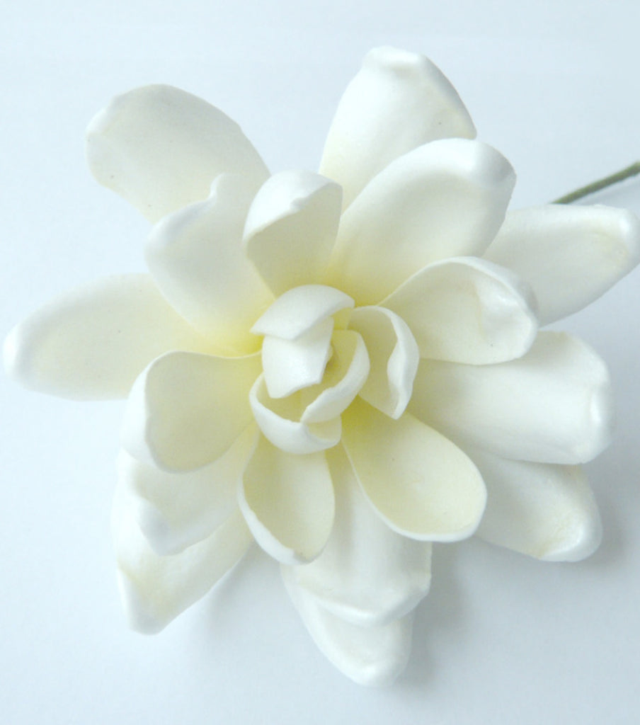 GARDENIA Bloom Flower Loriana's NZ