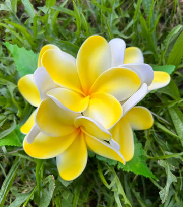 PUALENA Plumeria Hair Clip Loriana's